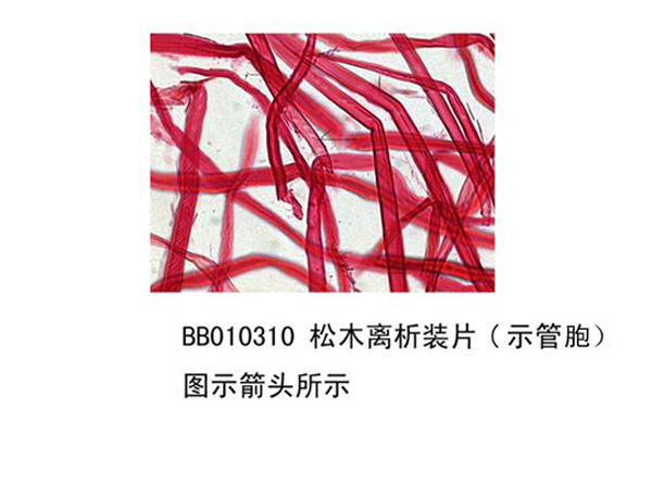 松木離析裝片（示管胞