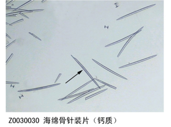 海綿骨針裝片（鈣質(zhì)）