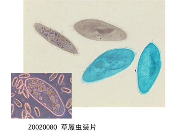 常規(guī)切片的注意事項(xiàng) 
