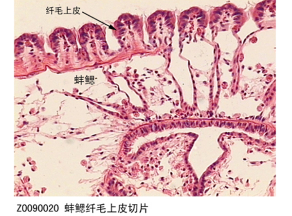 蚌鰓纖毛上皮切片