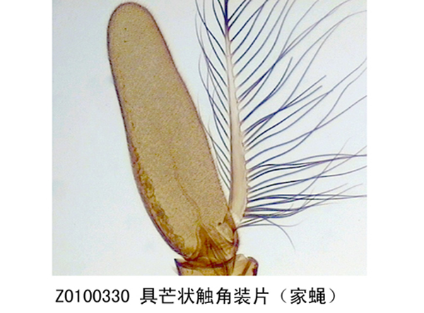 具芒狀觸角裝片（家蠅）