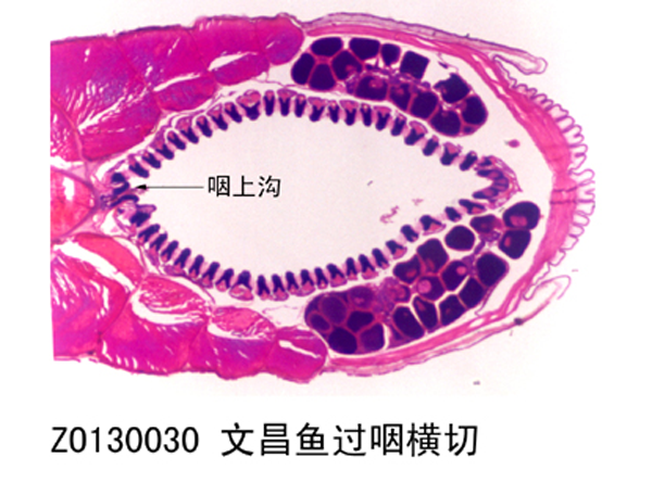 文昌魚過咽橫切