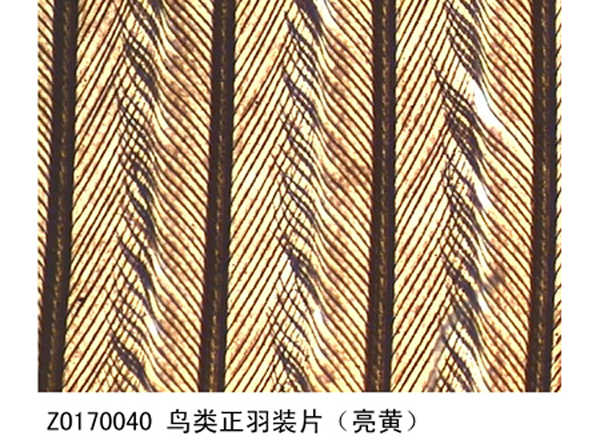鳥類正羽裝片（亮黃）