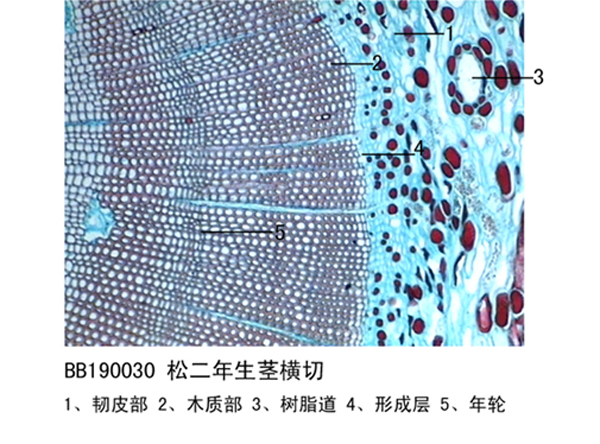 松二年生莖橫切