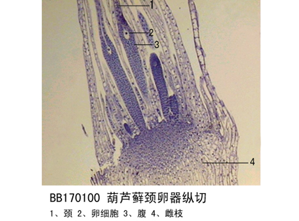 葫蘆蘚頸卵器縱切