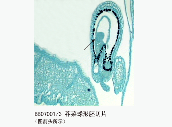 薺菜球形胚切片