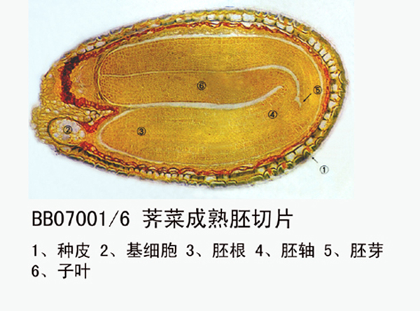 棄菜成熟胚切片