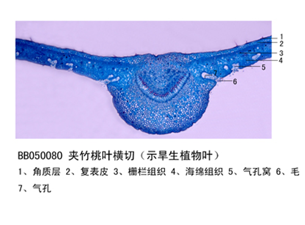 夾竹桃葉橫切（示旱生植物葉)