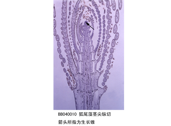 狐尾藻莖尖縱切