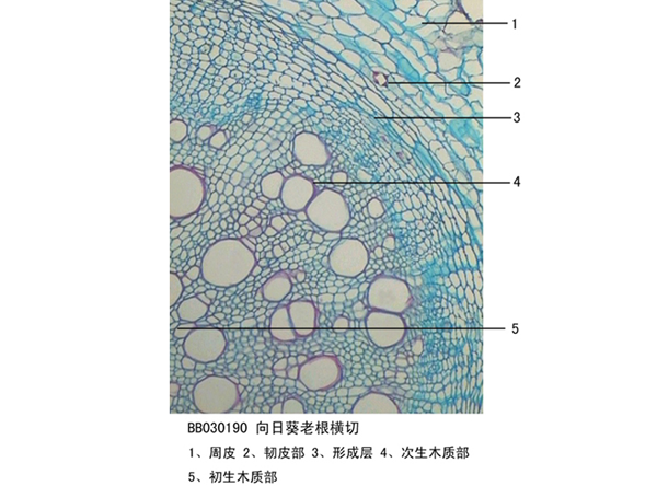 向日葵老根橫切