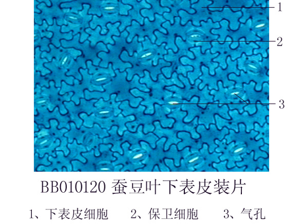 蠶豆葉下表皮裝片