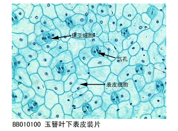 玉簪葉下表皮裝片