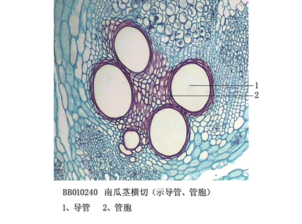 舟瓜莖橫切（示導管、管胞)