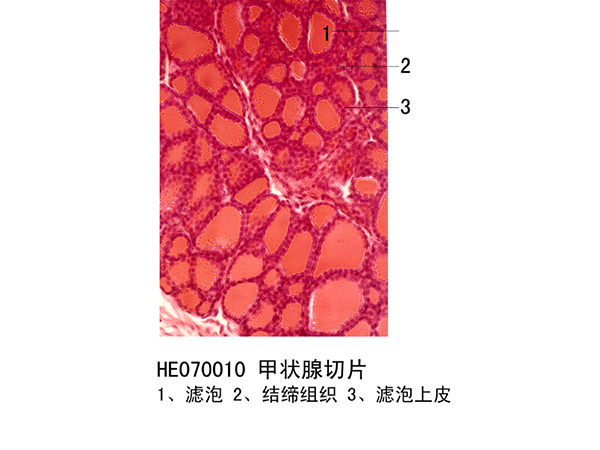 內分泌系統(tǒng)