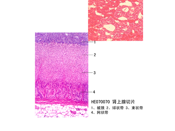 內分泌系統(tǒng)