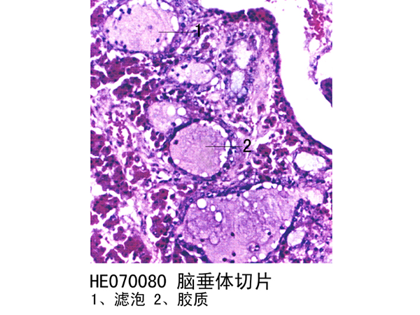 內分泌系統(tǒng)