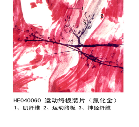 神經組織和系統