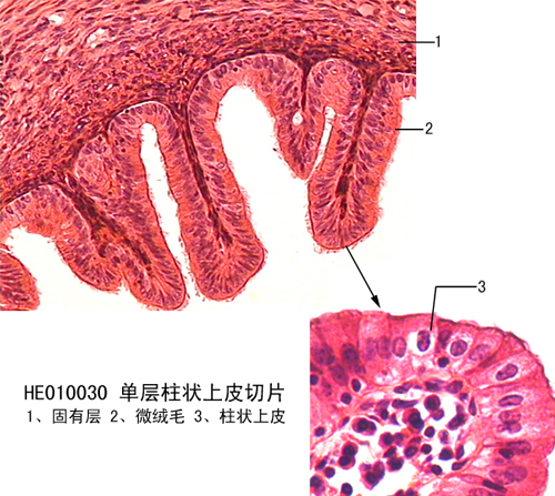 單層柱狀上皮切片