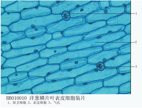 制作洋蔥表皮細(xì)胞生物切片