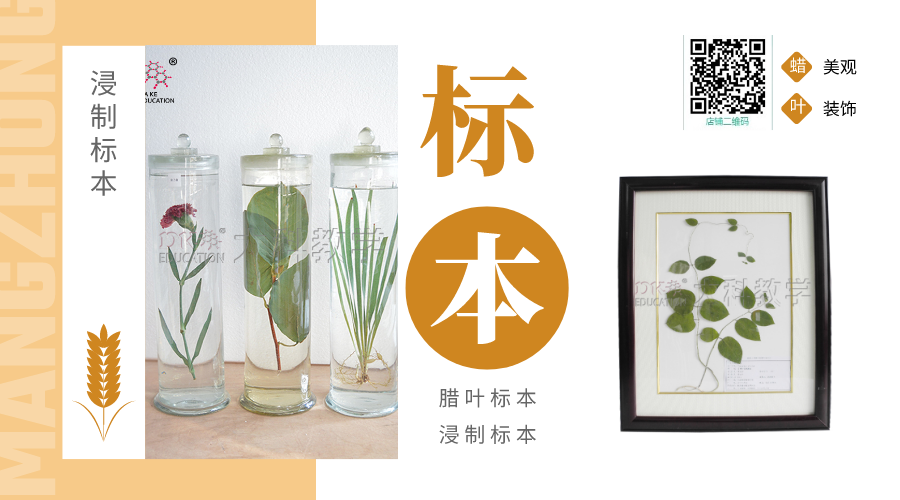 ?植物臘葉標(biāo)本的采集與制作方法