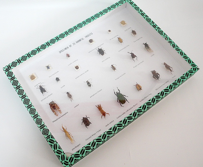 害蟲25種 (5)_看圖王